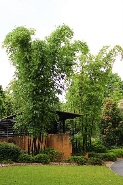 Bambusa lako / Timor Black Bamboo Bamboo Landscape, Bamboo Species, Garden Prepping, Bamboo Bed, Zen Garden Design, Tropical Garden Design, Japan Garden, Bamboo Products, Asian Garden