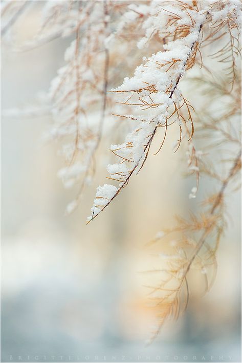 Macro Photography Nature, Winter Pastels, Winter Gold, Ice Art, Snow Pictures, Snow Photography, Falling Snow, Winter Frost, Winter Background