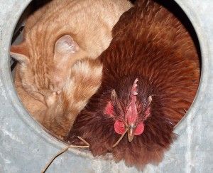 Cat and chicken Animal Friendships, Henny Penny, Unlikely Friends, Odd Couples, Animals Friendship, Chickens And Roosters, Cat Sleeping, A Chicken, Orange Cat