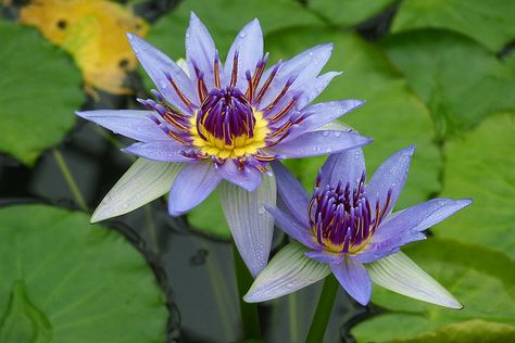 Egyptian Blue Water Lily, Nymphaea Caerulea, Blue Water Lily, Egyptian Blue, Blue Lily, Natural Art, Plant Combinations, Buy Plants, The Leaf