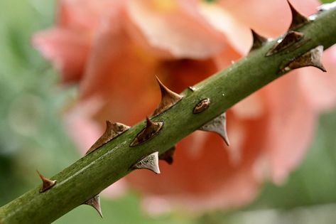 Thorns Aesthetic, Rose With Thorns, Vines With Thorns, Rose Thorn Aesthetic, Thorn In The Flesh, Yarrow Flower, Rose Thorns, Rosé Aesthetic, Flower Essences