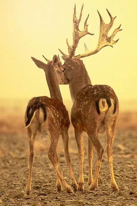 Buck and doe Hirsch Tattoo Frau, Fallow Deer, Deer Family, Animal Planet, Animal Photo, Nature Animals, Spirit Animal, Beautiful Creatures, Animal Kingdom