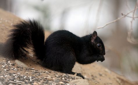 Melanistic Animals, Black Squirrel, Squirrel Pictures, Cute Squirrel, Rare Animals, Black Animals, Hamsters, Squirrels, Animal Photo