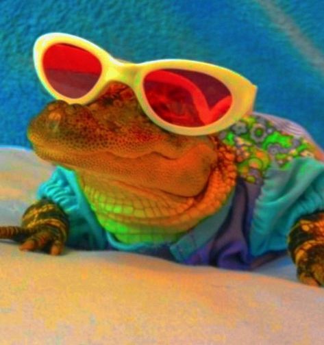 Cute Lizard, Cool Dude, Baby Animals Pictures, Rainbow Aesthetic, Wearing Sunglasses, Pretty Animals, Aesthetic Indie, Indie Aesthetic, Silly Animals