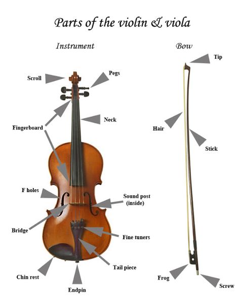 Parts Of The Violin, Violin Pics, Best Workout Songs, Play Violin, Viola Music, Violin Teaching, Violin Family, Viola Instrument, Viola Sheet Music