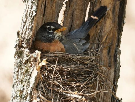 Bird Parakeet, Nest Painting, Bird Nest Painting, Female Robin, Birds Nests, Robins Nest, Bird Facts, Painting Birds, Bird Nests