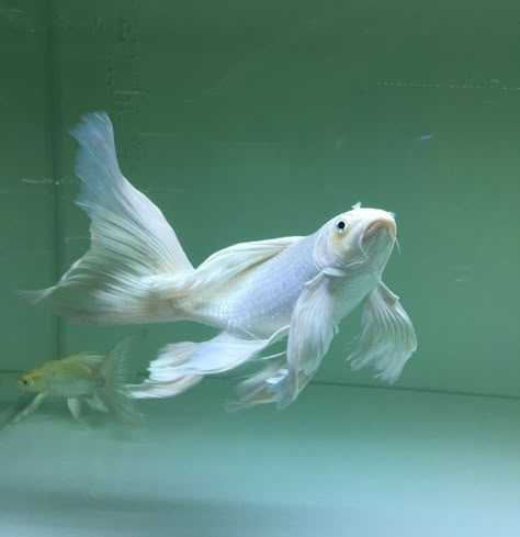 Platinum Butterfly Koi, Angelfish Aesthetic, White Beta Fish, White Koi Fish, Aesthetic Fish, Pet Goldfish, Butterfly Koi, Tetra Fish, Coy Fish