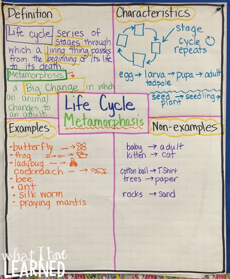 using the frayer model to outline the definition, characteristics and examples of a life cycle, specifically those related to a metamorphosis... Frayer Model, Butterfly Lessons, Cycle Poster, Science Life Cycles, Aboriginal Education, Animal Life Cycles, Second Grade Science, Science Stations, Life Cycles Activities