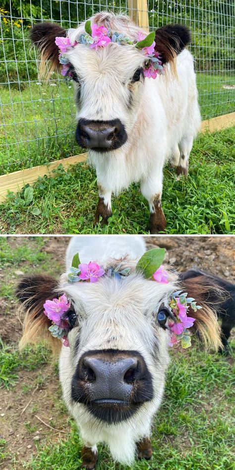 Flower Girl Mini Cow Photoshoot, Cow Cuddling, Cows And Flowers, House Cow, Cow With Flowers, Miniature Cows, Cow Stuff, Pet Cows, Mini Animals