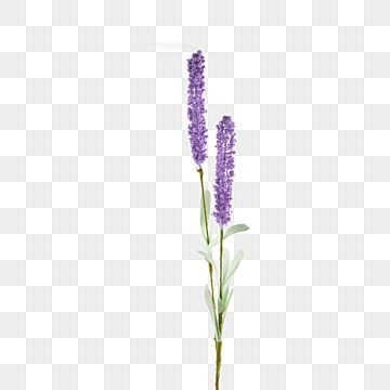 lavender,leaf,flowers,photograph,still life,blade,gift,still life photography,valentines day,flower,plant,purple,violet,terrestrial plant,twig,flowering plant,art,pedicel,chip,food,bread,breakfast,loaf,bakery,snack,brown,baked,meal,floral,purple flowers,petal Lavender Color Flowers, Flower Bouquet Drawing, Purple Png, Lavender Leaves, Lavender Gifts, Lavender Bouquet, Flowers Png, Tulip Bouquet, Purple Gift