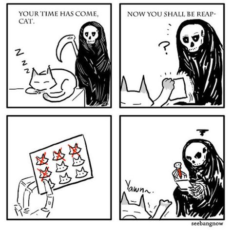 Your Time Has Come...Or Maybe Not Cats Tumblr, 9 Lives, Cat Comics, Memes Humor, Cute Comics, Animal Memes, Tumblr Funny, Comic Strip, Animated Gifs