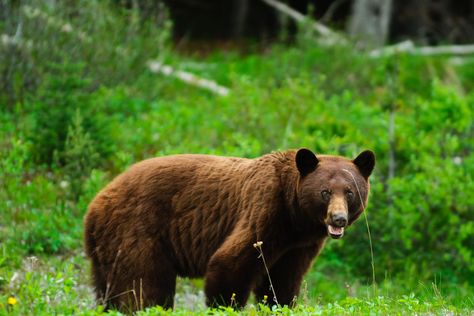 What’s the difference between bear spray and pepper spray? Cleaning Concrete Floors, Clean Concrete, Bear Attack, Steel Frame House, Diving Board, Bear Spray, Wooden Wall Panels, Cottage Life, Great Inventions