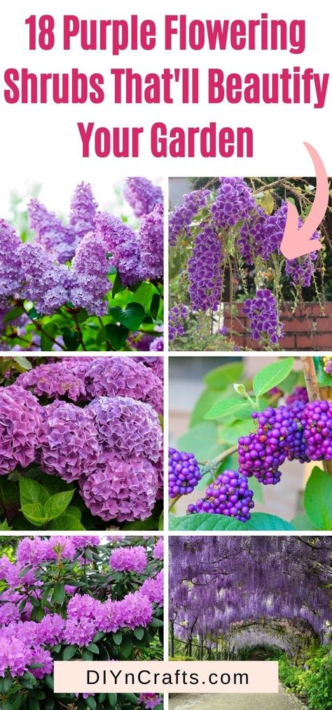 Purple is the color of creativity. Fill your garden with purple flowering shrubs easily by choosing your favorite items from this list. With descriptions and photos. #garden #flowers #shrubs Purple Flower Bush, Purple Perrenial Flowers, Acer Garden, Purple Shrubs, Purple Flowering Tree, Purple Colour Flowers, Purple Flowers Garden, Courtyard Ideas, Small Purple Flowers