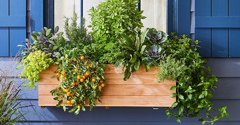 This Edible Window Box Plan Will Supply You with Fresh Veggies and Herbs This Summer | Better Homes & Gardens Herb Garden Window Planter, Window Boxes Plants, Herbs In Window Boxes, Herb Window Boxes Outdoor, Window Box Herbs, Edible Window Boxes, Window Box Vegetable Garden, Easy Window Box Flowers, Succulent Window Box Ideas