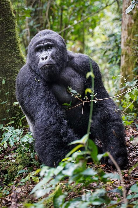 Cool Gorilla, Gorilla Wallpaper, Gorilla Face Photography, Mountain Gorilla Photography, Gorilla Trekking In Rwanda, Strongest Animal, Gorilla Tattoo, Gorillas Art, Silverback Gorilla