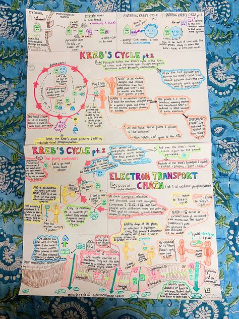 Cell Respiration Notes, Respiration In Plants Notes Class 11, Electron Transport Chain Notes, Respiration In Plants Notes, Krebs Cycle Notes, Cellular Respiration Poster, Cell Cycle Notes, Cellular Respiration Notes, Cell Poster