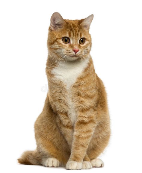 Photo about Ginger European Shorthair sitting and looking away isolated on white. Image of animal, mammal, down - 39258285 Cat Attack, Cat Png, Cat Reference, Cat Info, Cat Pose, French Bulldog Puppies, White Cats, Domestic Cat, White Image