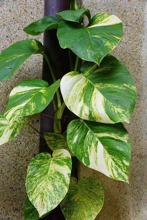 Giant Hawaiian Pothos, Hawaiian Pothos Plant, Porthos Plant, Pothos Care Tips, Hawaiian Pothos, Pothos Care, Pothos Plant Care, Plant Witch, Houseplant Tips