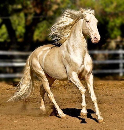 Akhal-teke, Ahal Teke, Unusual Horse, Akhal Teke Horses, Horse Running, Golden Horse, Akhal Teke, Viola Davis, Horse Videos