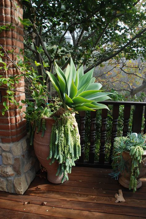 Cactus In Pots Outdoor, Landscaping With Potted Plants, Succulents Outdoor, Mexican Garden, Agave Attenuata, Ideas For Garden, Succulent Garden Design, Fall Garden Vegetables, Recycled Garden