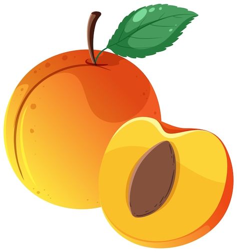 Free vector a full of peach and half of ... | Free Vector #Freepik #freevector #food-clipart #clip-art #cartoon-drawing #plum Fruits Benefits, Fruits Name In English, Muslim Festivals, Guavas, Fruit Names, Stone Fruits, Fruit Benefits, Honeydew Melon, Types Of Fruit