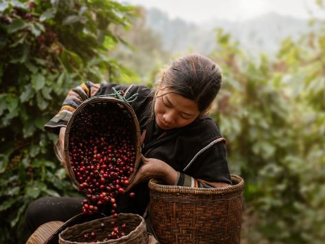 Coffee Bad, Woman Farmer, Costa Rica Coffee, Coffee Process, Mural Cafe, Female Farmer, Coffee Tattoos, Farm Photography, Coffee Farm