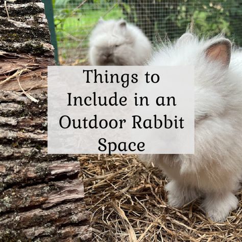 Rabbit Setup Outdoor, Free Range Bunny Set Up, Outdoor Rabbit Pen Ideas, Outside Rabbit Enclosure Diy, Rabbit Outside Play Area, Bunny Playground Outdoor, Rabbit Chicken Together, Rabbit Pens Outdoor, Outdoor Rabbit Run Play Areas