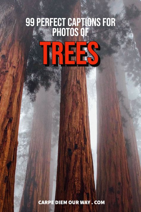 99 Perfect Tree Captions for Instagram | Instagram captions for trees and forests | Tree instagram captions | Palm tree captions Captions For Trees Instagram, Wood Captions Instagram, Forest Aesthetic Captions, Forest Quotes Instagram Caption, Captions For Forest Pictures, Forest Captions Instagram Aesthetic, Trees Aesthetic Quotes, Caption For Forest Photos, Forest Instagram Captions