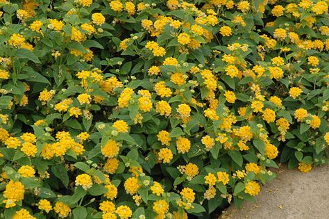 Lantana Colors, White Trailing Lantana, West Indian Lantana, Lantana Purple, Yellow Lantana, Lantana Camara, Low Water Gardening, Do The Right Thing, Drought Tolerant Landscape