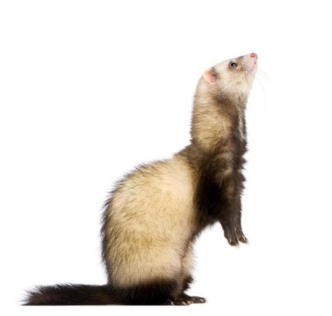 Ferret Reference, Ferret Photography, White Ferret, Black Footed Ferret, Animal Reference, Human Human, Animal References, Pet Art, Unusual Animals