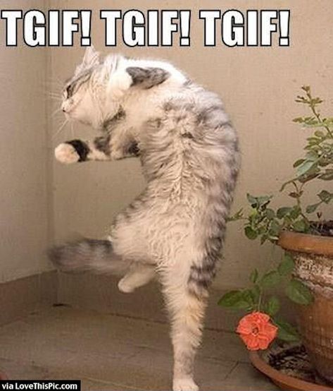 20 Friday Quotes To Help You Celebrate The End Of The Week Tgif Meme, Funny Friday Memes, Dancing Cat, Cat Club, Funny Cat Memes, Funny Animal Pictures, Tgif, Crazy Cat Lady, Crazy Cats