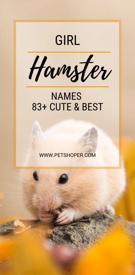 Are you looking for great girl hamster names for your new best friend? Look no further! We have approximately eighty good name ideas for girl hamsters. From the cutest and unique, to funny girl hamster names that sum up their great character. TOP 10 Girl Hamster Names Abby Bebe Sugar Cookie Minnie Polly Precious Angel Dottie Penny #GirlHamsterNames #HamsterNames #hamster #hamsters #hamsterlove #syrianhamster #hamsterlover #cutehamster #dwarfhamster Hamster Names Ideas, Bear Hamster, Small Hamster, Name Idea, Hamster Names, Pet Hamster, Names Cute, Animal Names, Pretty Names