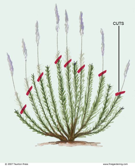 Lavender Rosemary, Fine Gardening, Have Inspiration, Flower Spike, Growing Herbs, Lawn And Garden, Herb Garden, Dream Garden, Ikebana