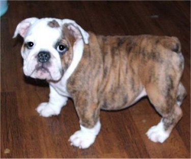 One day I want a brindle bulldog puppy. So he looks like he's half bulldog and half tiger. Perfect for our divided house! Brindle English Bulldog, English Bulldog Pictures, English Bulldog Care, Puppies Bulldog, Bulldog Pictures, White Bulldog, Cat Groomer, Bulldog Names, English Bulldog Puppy