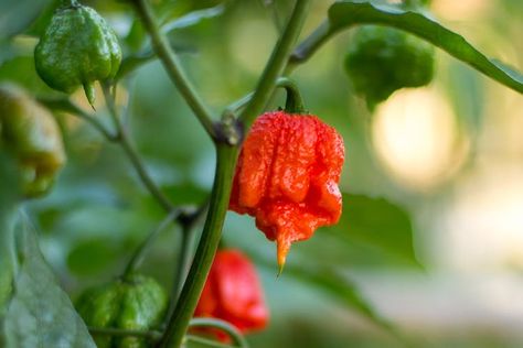 Hottest Pepper in the World Causes 'Thunderclap' Headache Man Suffers from 'Thunderclap' Headache After Eating World's Hottest Pepper Carolina Reaper Pepper, Garden Plant Supports, Carolina Reaper, Pepper Plants, Chilli Pepper, Pepper Seeds, Organic Seeds, Small Trees, Chili Pepper