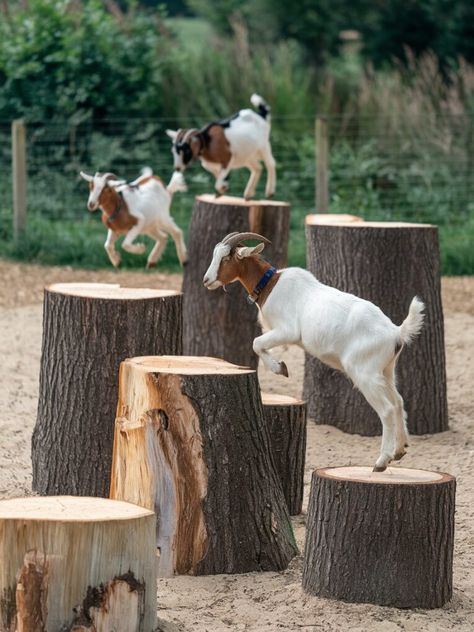 Goat Holder, Goat Shed Plans, Small Goat Barn Ideas, Diy Goat Toys, Goat Yard, 4h Goats, Goat Ideas, Goat Feeder, Goat Playground