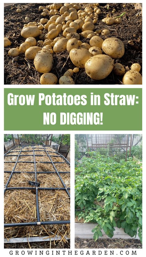 Learning to grow potatoes in straw makes planting, growing, and harvesting potatoes simple. No digging required! When To Plant Potatoes, Planting Seed Potatoes, Potato Garden, Planting Seed, Grow Potatoes In Container, Harvesting Potatoes, Container Potatoes, Seed Potatoes, Potato Gardening