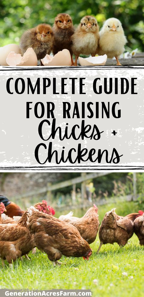 Chicken Behavior, Raising Chickens For Beginners, Table Meals, Chicken Supplies, Chickens For Beginners, City Chicken, Raising Chicken, Growing Organic Vegetables, Raising Chicks