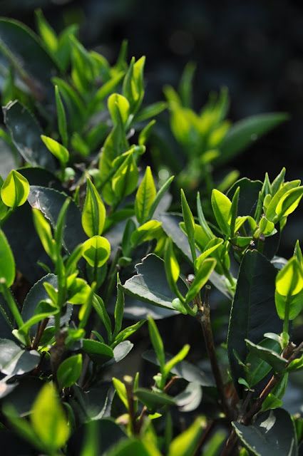 Spring tea leaves for an antioxidant infusion. Organic Tea Brands, Green Tea Plant, Medicinal Tea, Leaf Photography, Spring Color Palette, Spring Tea, Tea Design, Beautiful Red Roses, Tea Brands