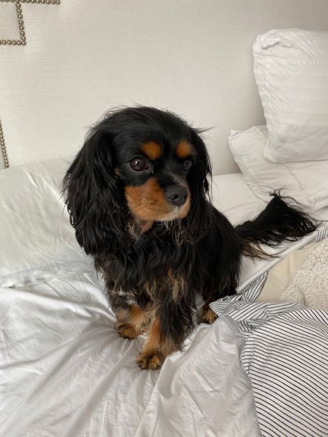 Cocker Spaniel King Charles, Cavapoo King Charles Spaniel, Kings Cavalier Spaniel, King Charles Cavalier Spaniel Black & Tan, Cavalier King Charles Spaniel Brown, Kings Charles Spaniel, Caviler King Charles Spaniel Puppies, Caviler King Charles Spaniel Aesthetic, Cavilar King Charles Spaniel