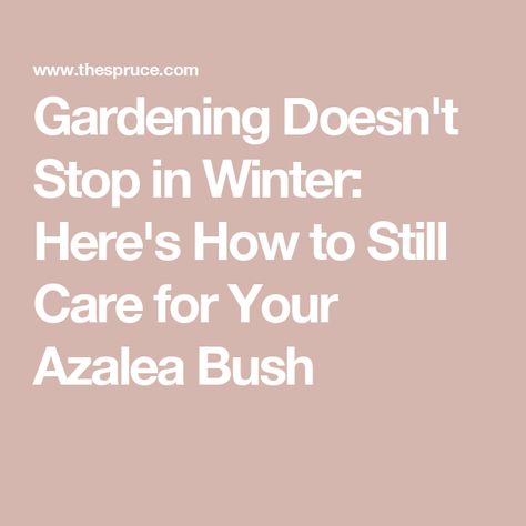 Gardening Doesn't Stop in Winter: Here's How to Still Care for Your Azalea Bush Azalea Care, Azaleas Care, Azalea Bush, Zone 5, Garden Remedies, Dry Leaf, Deciduous Trees, Flower Bud, Spring Blooms