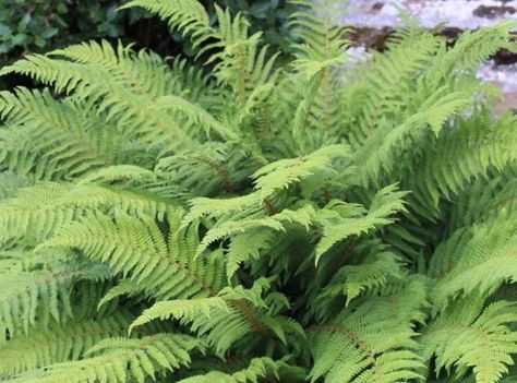 Polystichum setiferum Polystichum Polyblepharum, Polystichum Setiferum, Shady Border, Evergreen Ferns, Water Features In The Garden, Office Plants, Outside Living, Plant List, Garden Borders