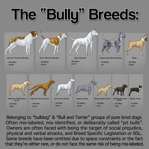 Breeds Of Dogs, Fu Dog, American Pitbull, Boxer Puppy, Hiking Dogs, Bully Dog, American Pit Bull Terrier, Dog Info, American Bulldog