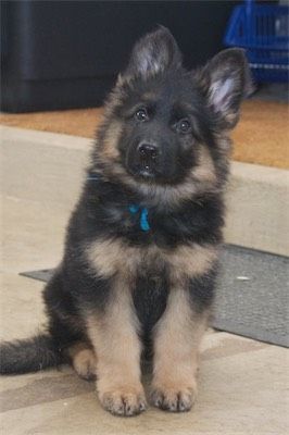 Blue (male, long-coat) Purebred German Shepherd, Long Coat German Shepherd, Long Haired German Shepherd, German Shepherd Breeders, German Shepherd Breeds, Cute German Shepherd Puppies, Puppies Near Me, Dog Pics, Assistance Dog