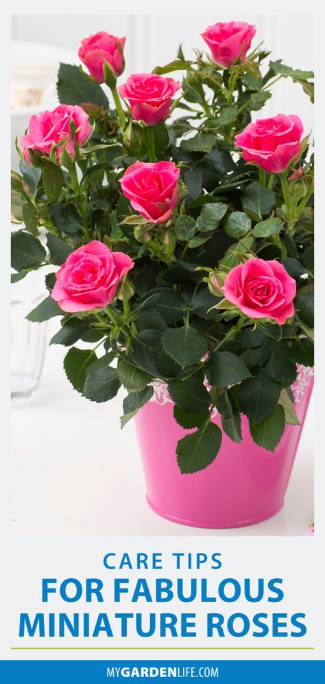 Do you have a potted mini rose in your indoor garden, but you aren’t sure how to care for it? Keep it flowering longer with these gardening tips for beginners! Indoor Roses Houseplant, Mini Rose Bush Care, Mini Roses Care Indoor, Miniature Roses In Pots, Indoor Rose Plant, Mini Rose Bush, Indoor Roses, Rose Bush Care, Plants Tips