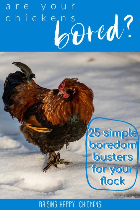 25 boredom busters for your flock. Boredom Busters For Chickens, Chicken Bordem Busters Ideas, Christmas Character Party, Chicken Enrichment, Diy Chicken Toys, Chicken Boredom, Chickens In The Winter, Gardening For Dummies, Easy Chicken Coop