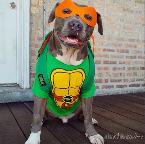 Pitbull Halloween Costumes, Michaelangelo Tmnt, Costumes For Dogs, Cute Dog Costumes, Turtle Costumes, Diy Dog Costumes, Pet Halloween Costumes, Dog Projects, Dog Halloween Costumes