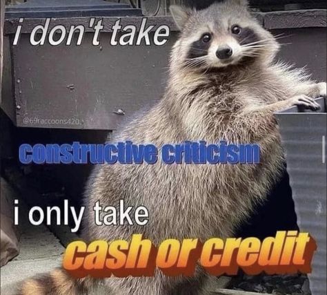 Awesome Possum, Funky Fonts, Wrong Number, Reaction Memes, Raccoon Funny, Trash Panda, Silly Animals, Racoon, Show And Tell