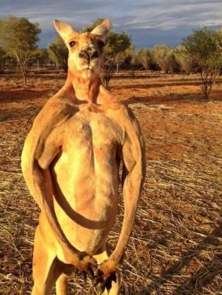 that kangaroo woke up and chose ✨violence✨ Woke Up And Chose, Kangaroo, Humor, Memes, Humour