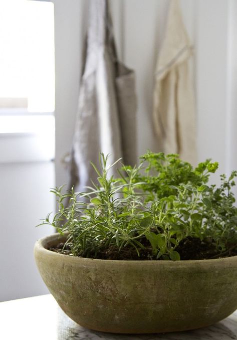 Small Space DIY: Countertop Herb Garden - Gardenista Countertop Herb Garden, Hydroponic Gardening Diy, Diy Countertop, Herb Garden Pots, Container Herb Garden, Small Herb Gardens, Tattoo Plant, Garden Farmhouse, Herb Garden In Kitchen